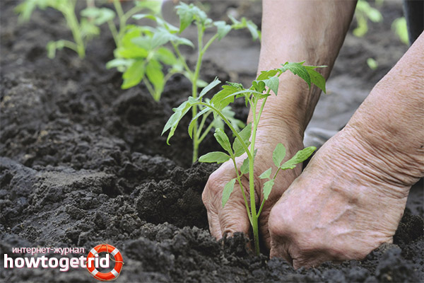 Planting in the open ground of tomatoes Ursa Major