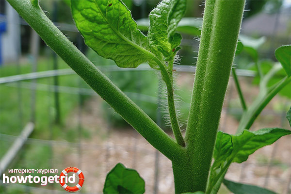 Raja Tomato Bush Formation