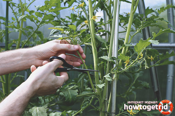 Ace Tomato Formation