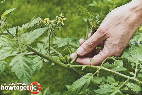 How to plant tomatoes My family