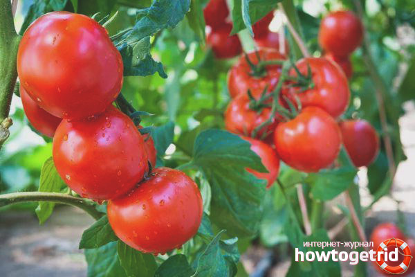 How to Grow a Michelle Tomato Variety