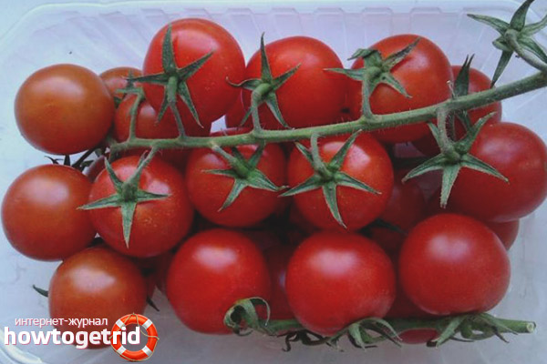 Features of growing a red bunch