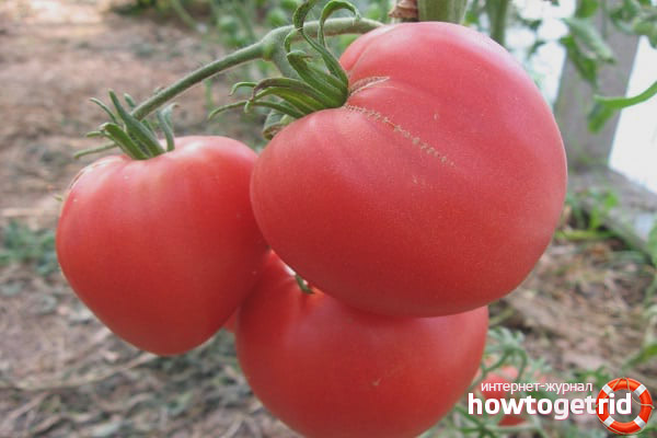 Features of growing tomatoes Flaming heart