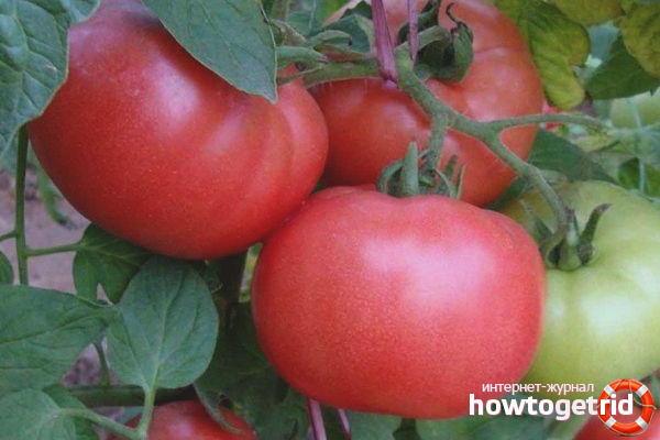 Features of growing tomatoes