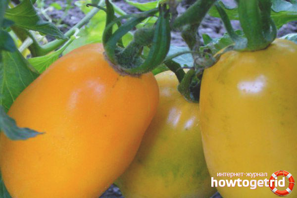 Tomatoes varieties Olesya
