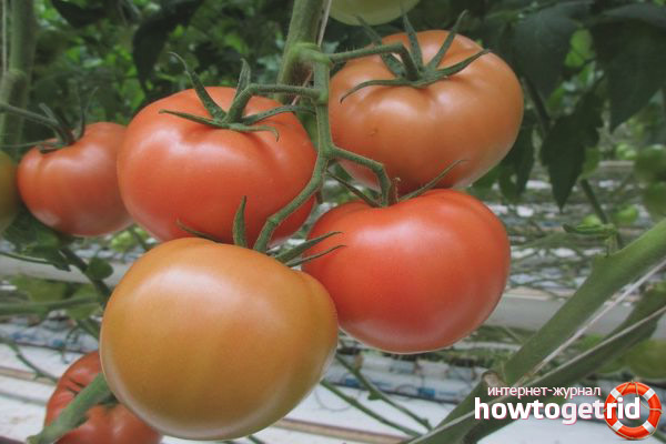 Northern Blush Tomatoes