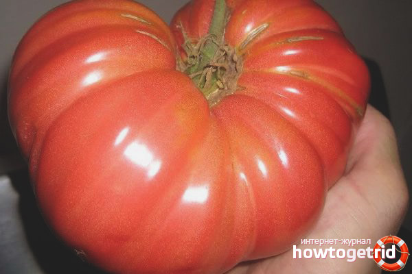 Siberian shangi tomatoes