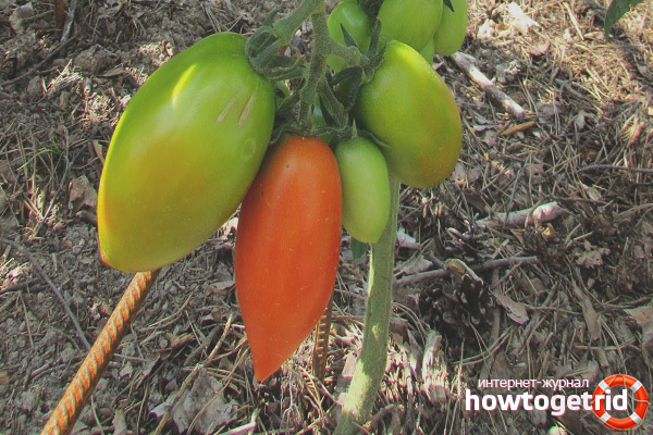 Sicilian Pepper Tomatoes