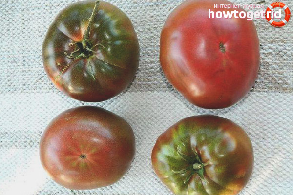 Tomatoes varieties Lilac Lake