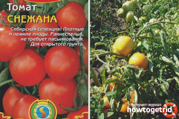 Tomatoes Snezhana