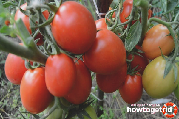 Varieties of tomatoes Stanichnik