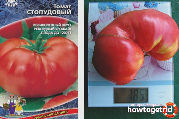 Variety tomatoes Stopudovy