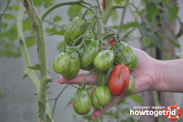Variety Tomatoes SuperExotic