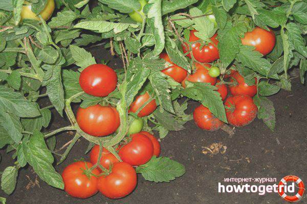 Three Sisters Tomatoes