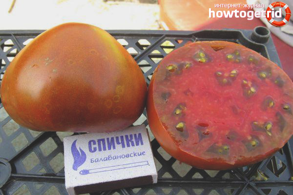 Morning Dew Tomatoes