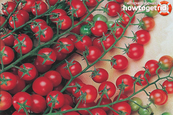 Tomato Red bunch