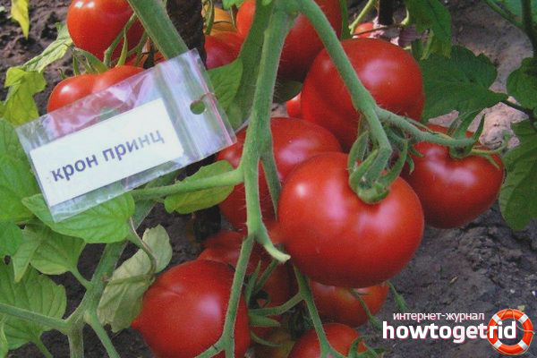 Tomato Cron Prince