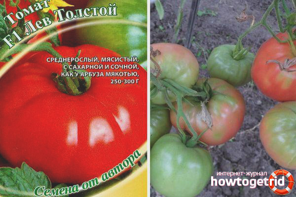 Tomato Leo Tolstoy