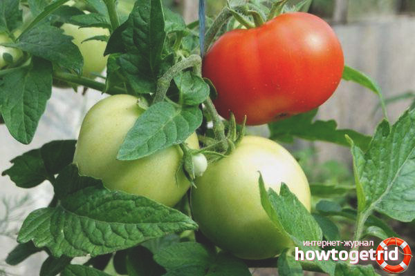 Tomato Moscow precocious