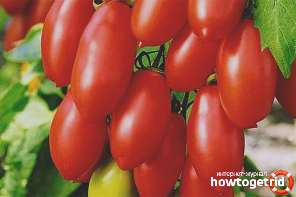 Tomato Sugar Fingers