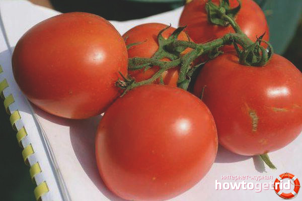 Tomato Northern Blush