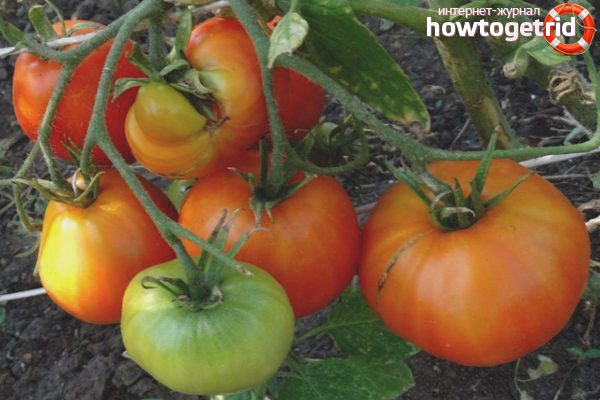 Tomato Care Kurnosik