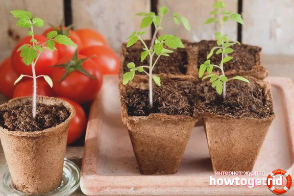 Growing seedlings of tomato Namib