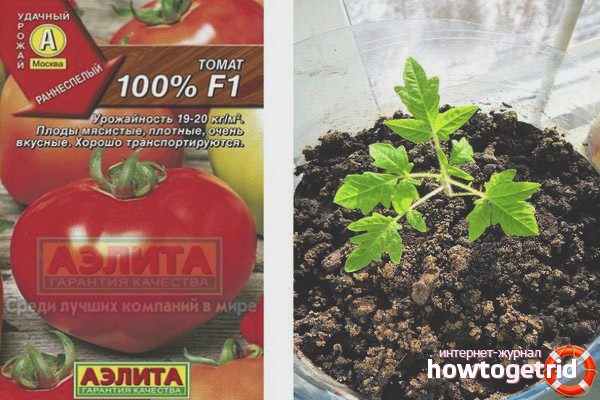 Growing Tomatoes 100 Percent