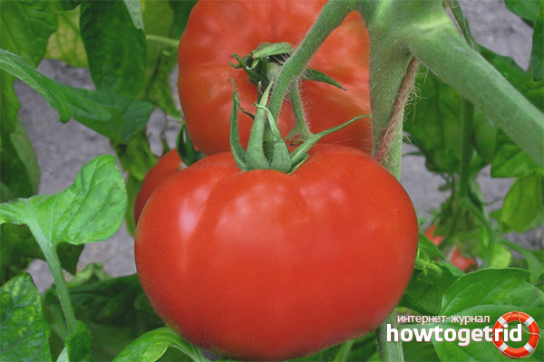 Growing tomatoes Polonaise F1