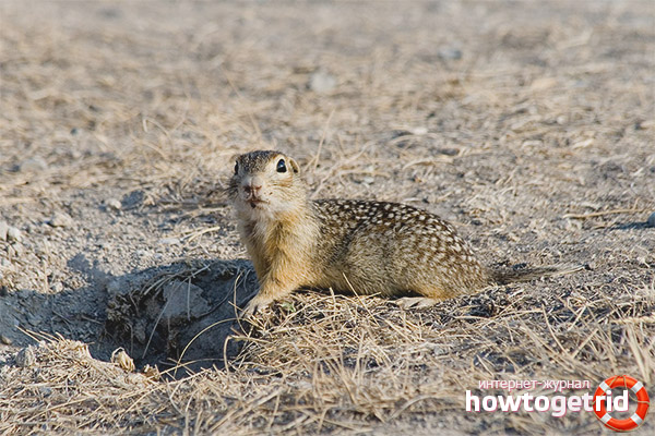 Speckled ground squirrel