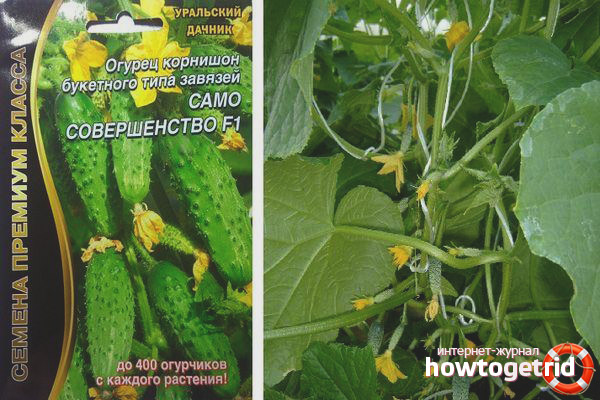 Cucumber Self Perfection F1