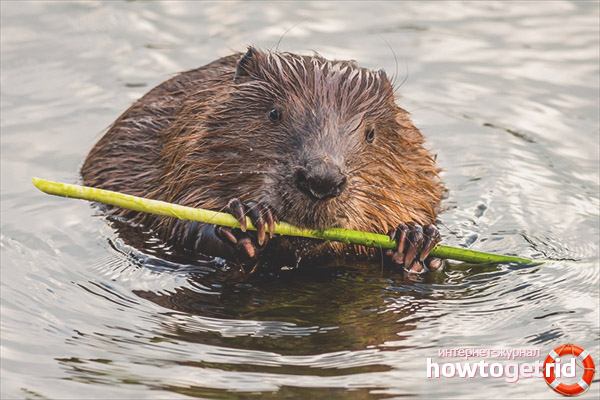 Canadian Beaver Feeding