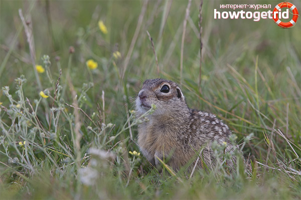 Speckled ground squirrel
