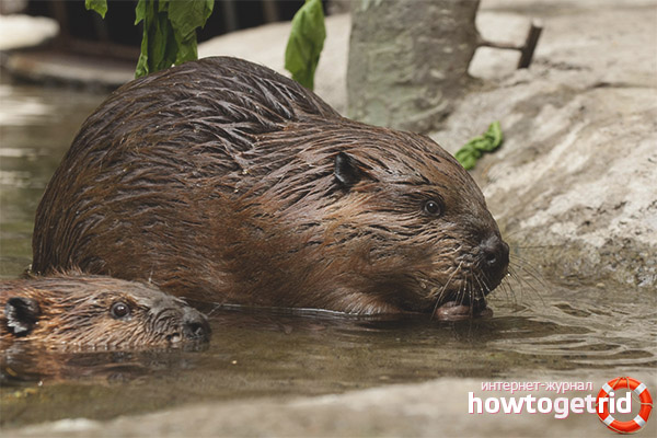 Breeding canadian beavers
