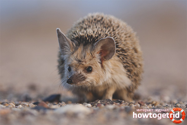 Breeding eared hedgehogs