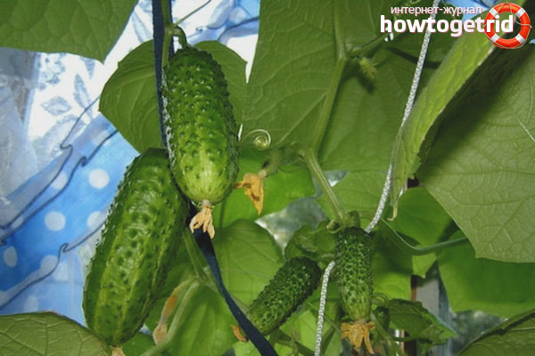 Care for cucumbers varieties Moravian gherkin F1