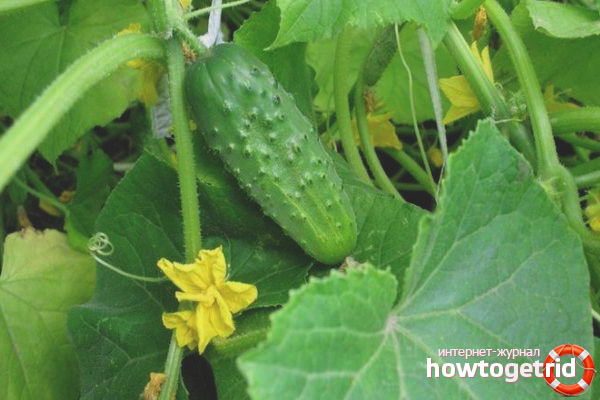 Care for cucumbers varieties Self perfection F1