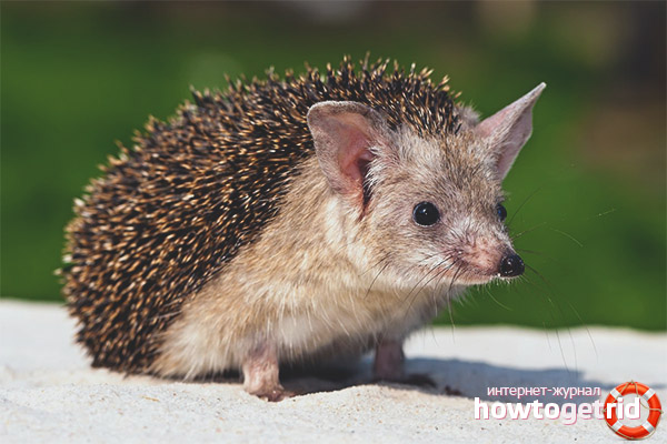 Eared hedgehog