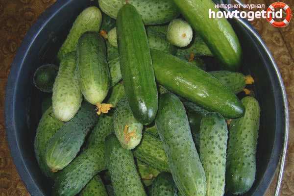 Cultivating cucumbers cultivations Self perfection F1
