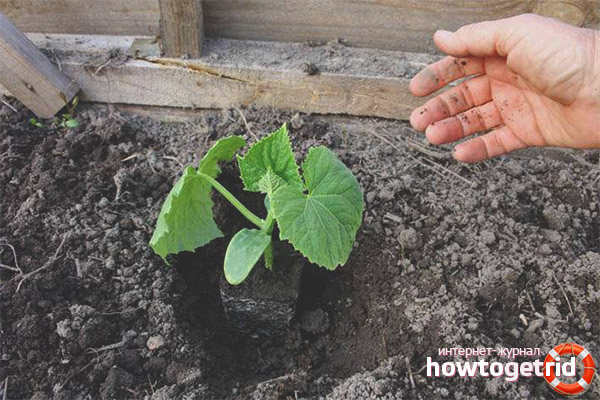 Landing of the Funky gnomes in the ground